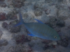 Ferdauia orthogrammus