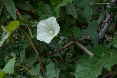 Calystegia purpurata