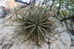 Hechtia mapimiana