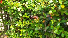 Heraclides anchisiades