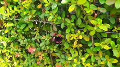 Heraclides anchisiades