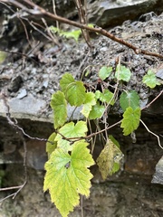 Mitella diphylla