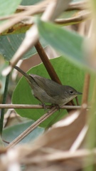 Geothlypis trichas image