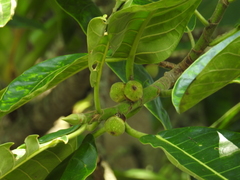 Ficus