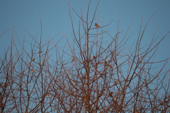 Carduelis carduelis britannica