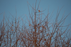 Carduelis carduelis britannica