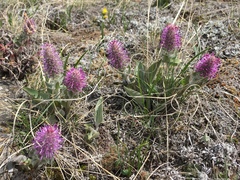 Veronica wyomingensis