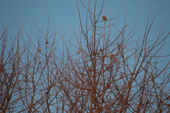 Carduelis carduelis britannica
