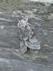 Acronicta menyanthidis