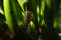 Lepidoptera