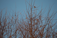Carduelis carduelis britannica