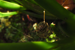 Lepidoptera