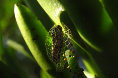 Lepidoptera
