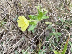 Oenothera humifusa