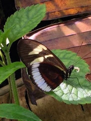 Heliconius cydno cydnides