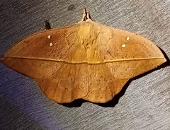 Lonomia rufescens