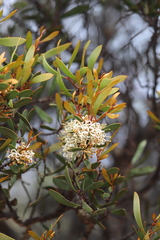 Hakea pandanicarpa