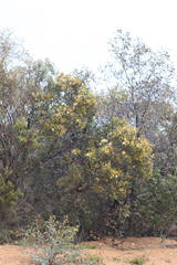 Hakea pandanicarpa
