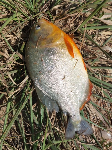 Red-bellied piranha (Pygocentrus nattereri) — Serrasalmidae — 2