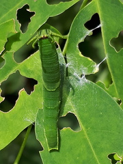 Polyura
