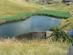 Monocymbium ceresiiforme