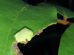 Odina hieroglyphica ortina