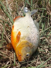 Pygocentrus nattereri