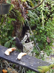 Cacicus haemorrhous