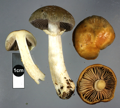 Cortinarius meleagris