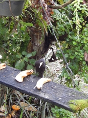 Cacicus haemorrhous