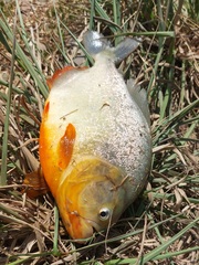 Pygocentrus nattereri