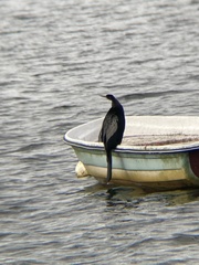 Anhinga anhinga