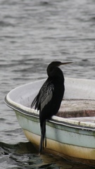 Anhinga anhinga