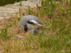 Ardea cinerea