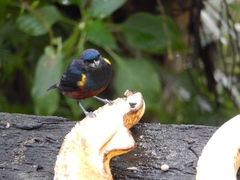 Euphonia pectoralis
