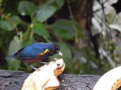 Euphonia pectoralis