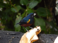Euphonia pectoralis