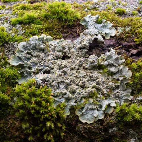 diskovka pôvabná (Punctelia subrudecta)