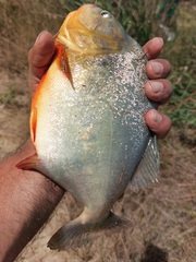 Pygocentrus nattereri