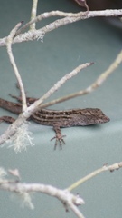Anolis sagrei