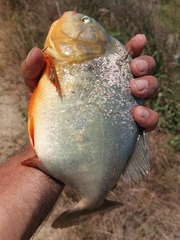 Pygocentrus nattereri