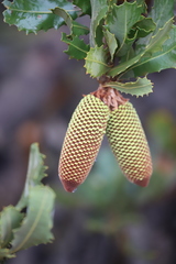 Banksia lemanniana