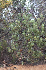 Banksia lemanniana