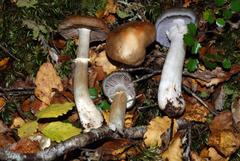 Cortinarius meleagris