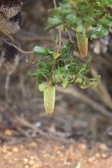 Banksia lemanniana