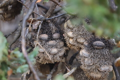 Banksia lemanniana