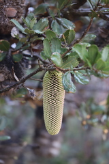 Banksia lemanniana