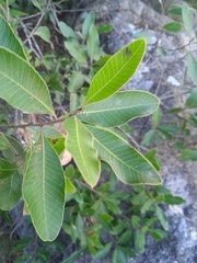 Lithraea brasiliensis