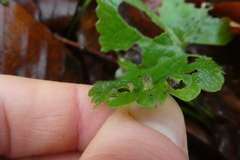 Rondaniola bursaria