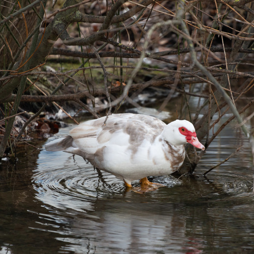 Pato criollo (Cairina moschata)